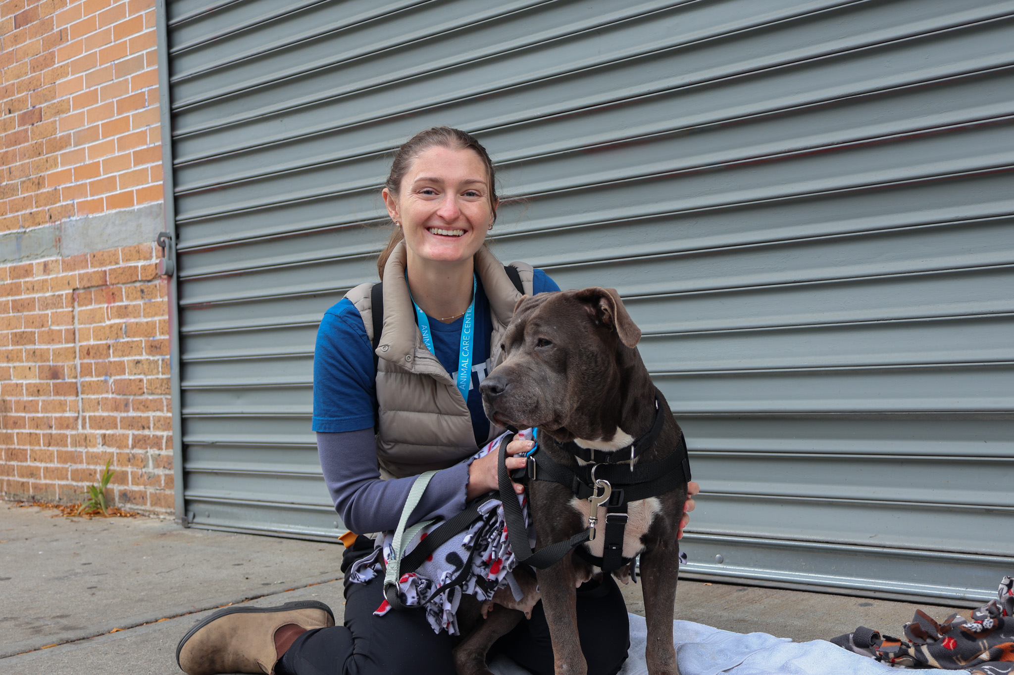 A smiling Animal Care Centers of NYC volunteer kneeling on a sidewalk beside a large gray dog wearing a harness