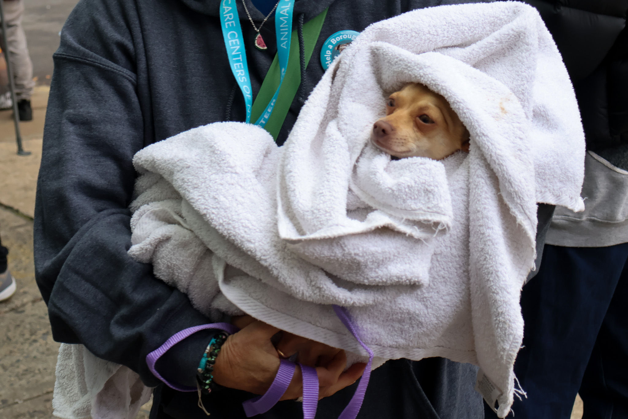 A small tan chihuahua wrapped snugly in a white towel, held in the arms of an Animal Care Centers of NYC volunteer wearing a teal lanyard
