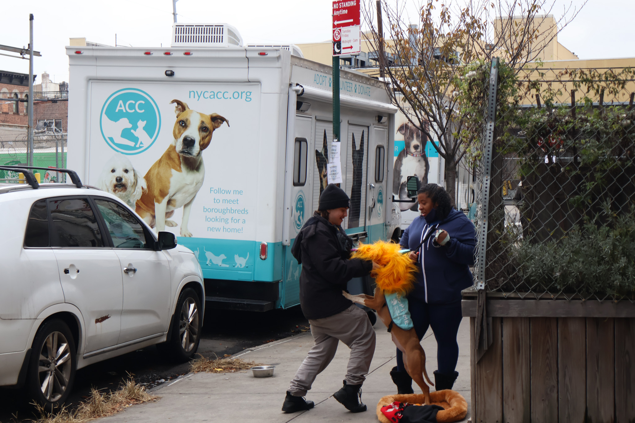 A dog play-wrestling with an orange lion-mane toy held by two laughing visitors beside an Animal Care Centers of NYC boroughbreds truck
