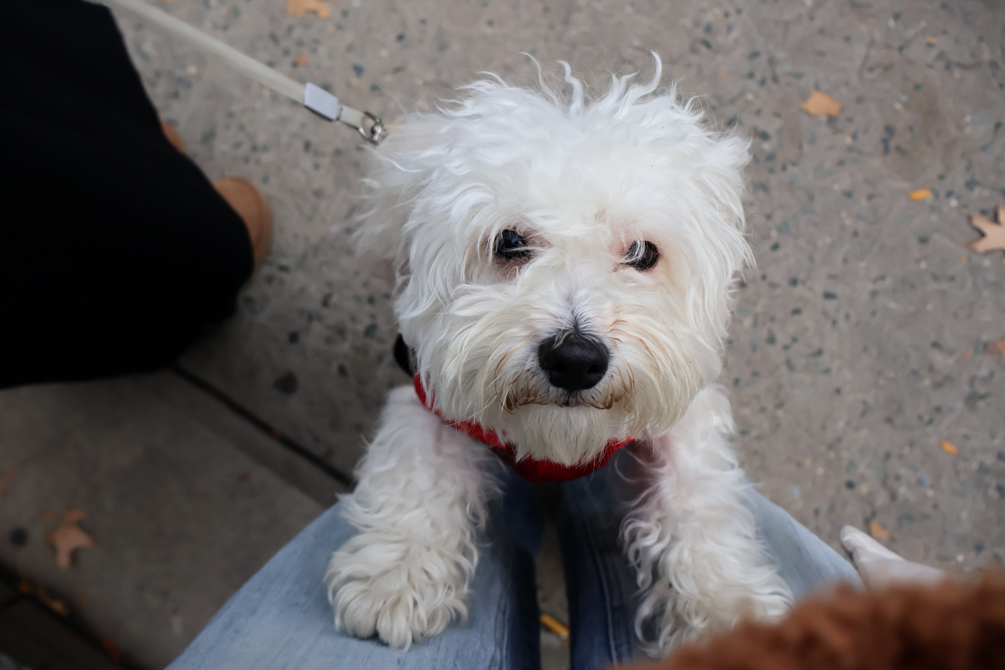 A small white terrier mix looking up at the camera with its front paws resting on someone's knee