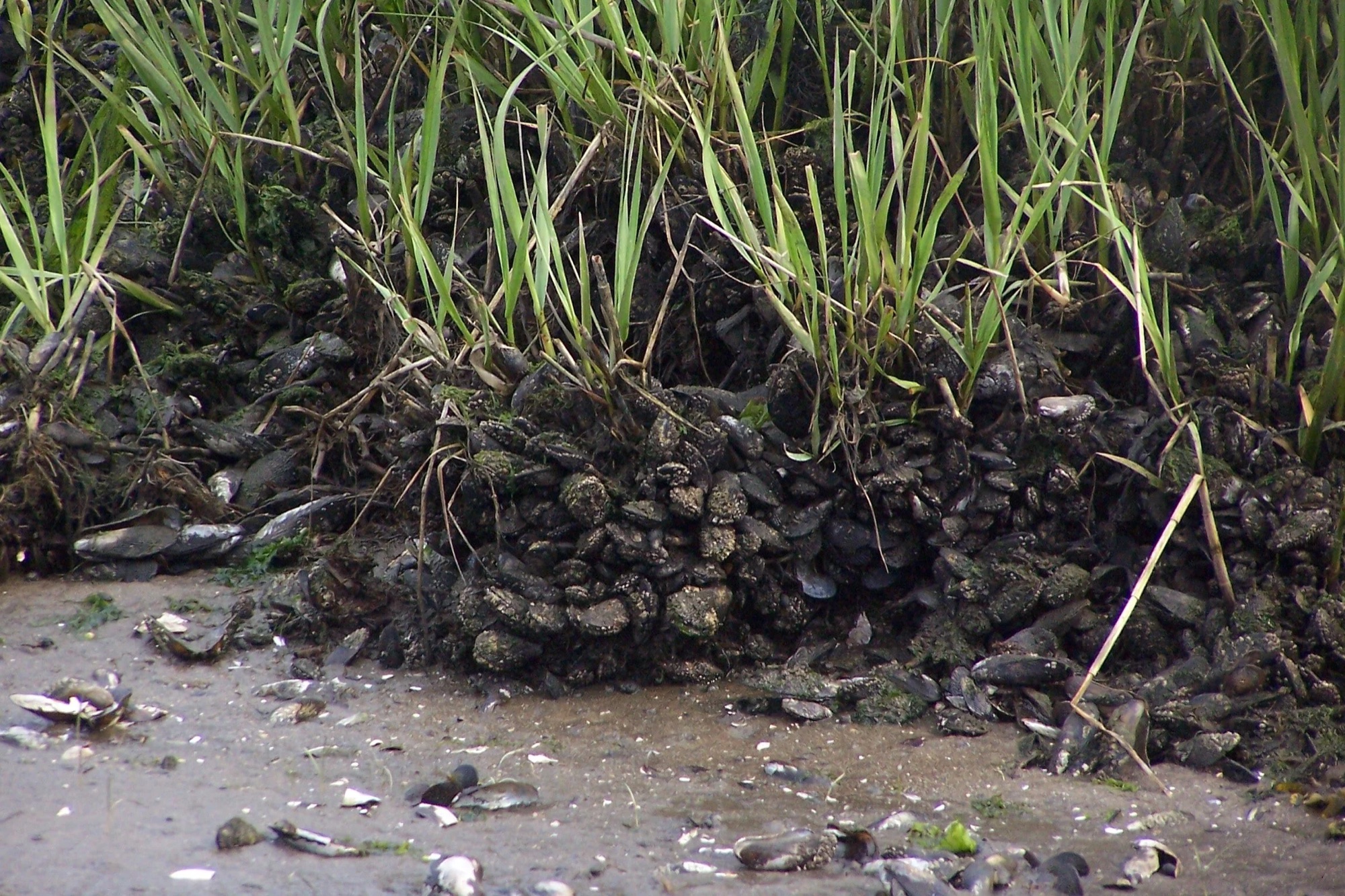 ribbed mussel example near shore